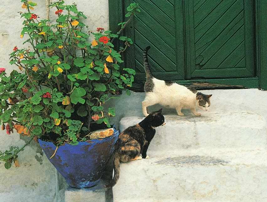 Gatti (24)